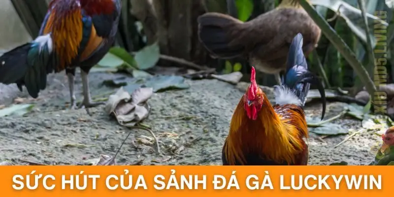 Tìm hiểu sức hút của sảnh đá gà Luckywin trực tuyến